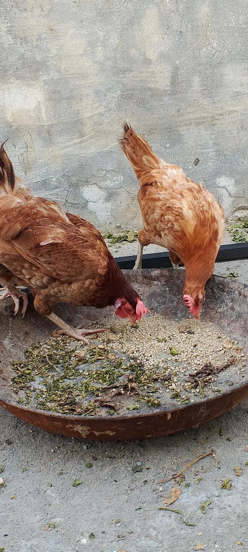 2 golden misri hens — photo 8