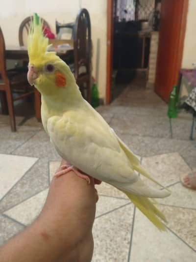 common white red hand tame avalible