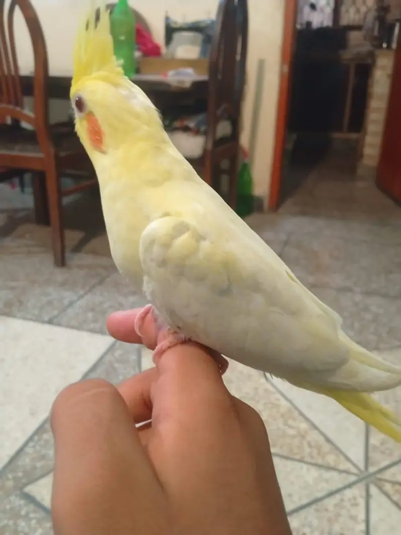 common white red hand tame avalible — photo 2