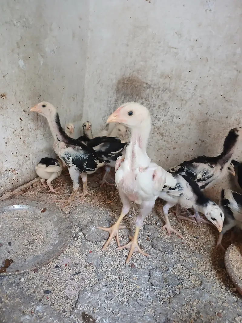 white Aseel shamoo / shamoo+thai cross aseel — photo 2