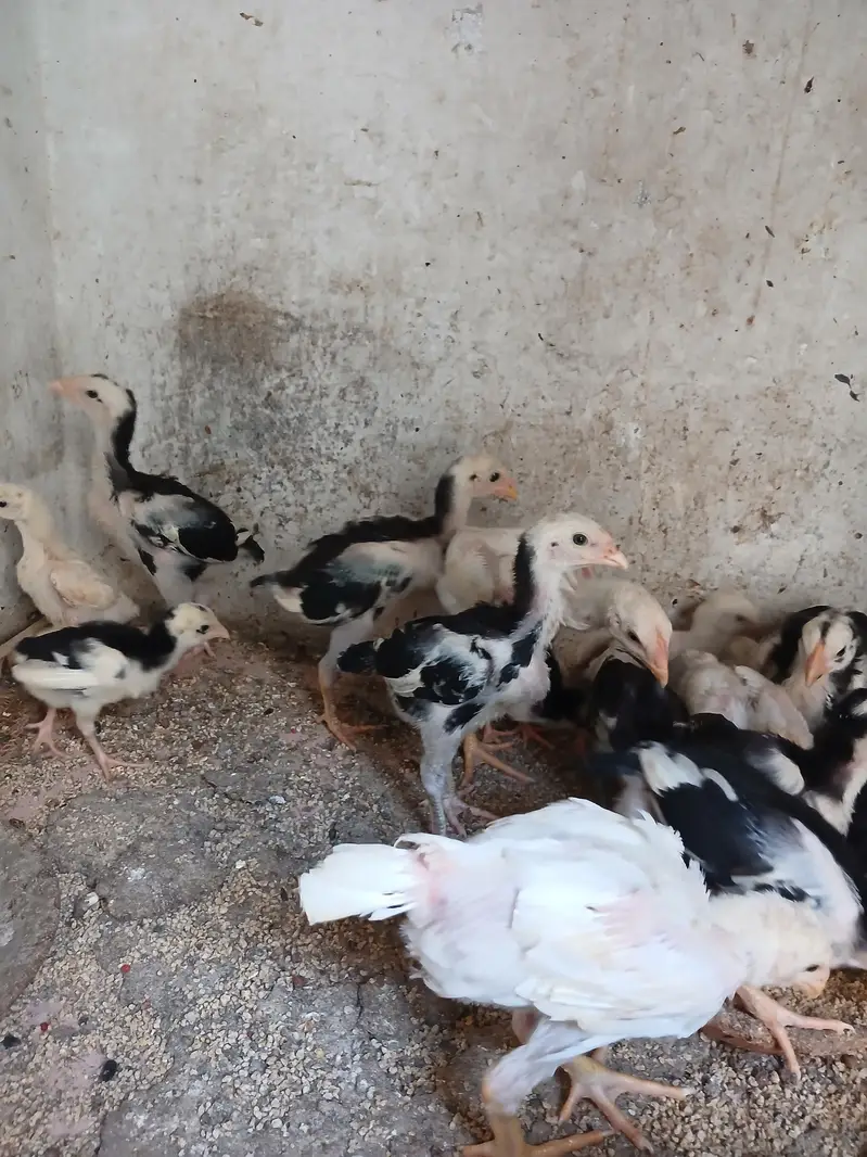 white Aseel shamoo / shamoo+thai cross aseel — photo 3