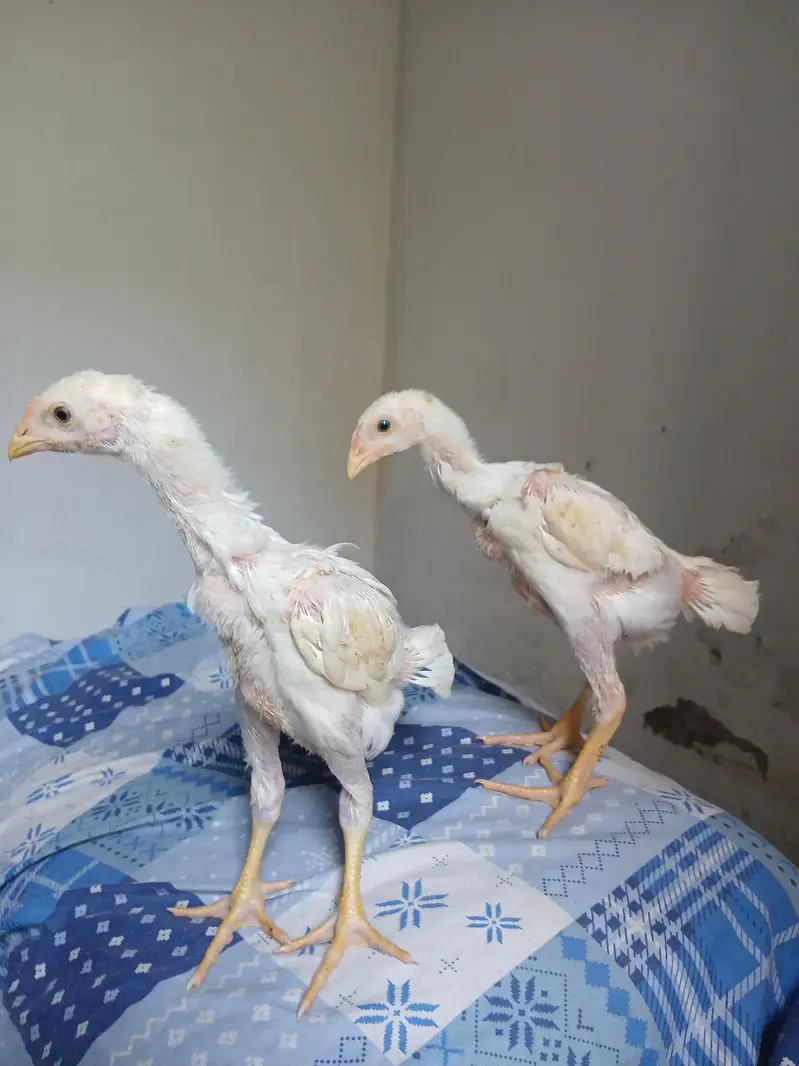 white Aseel shamoo / shamoo+thai cross aseel — photo 4