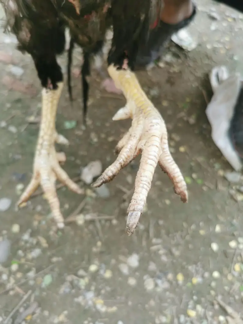 Pure aseel mianwali — photo 3