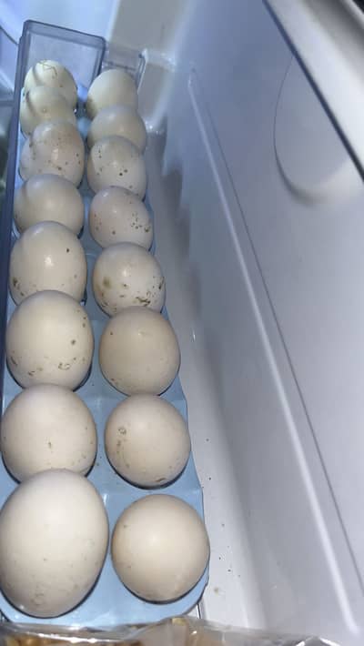 Fresh duck eggs (high quality breed)
