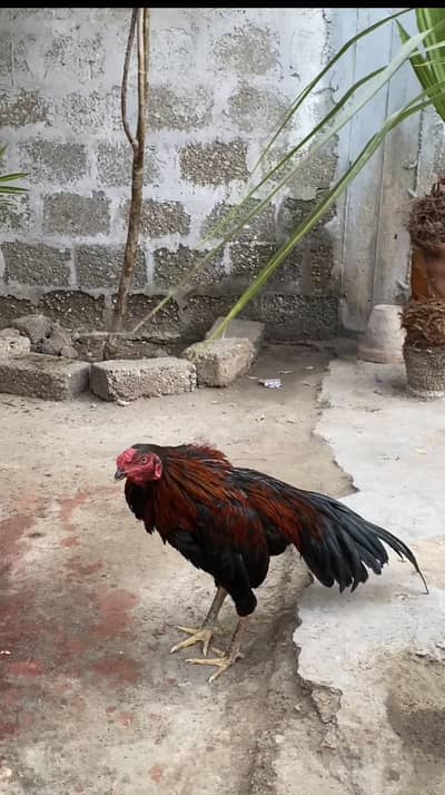paso ke nend he isleya sale kara hu