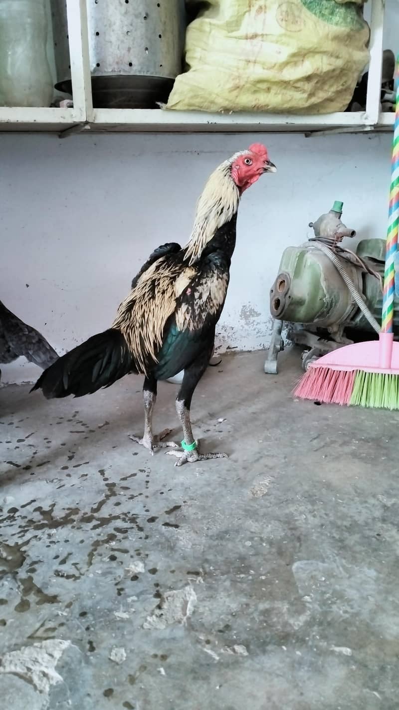Panis Pacoya 2