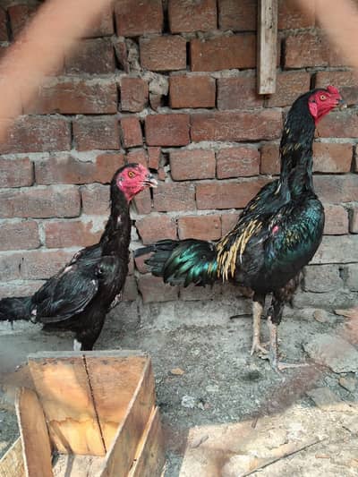Aseel Thai Pair for sale