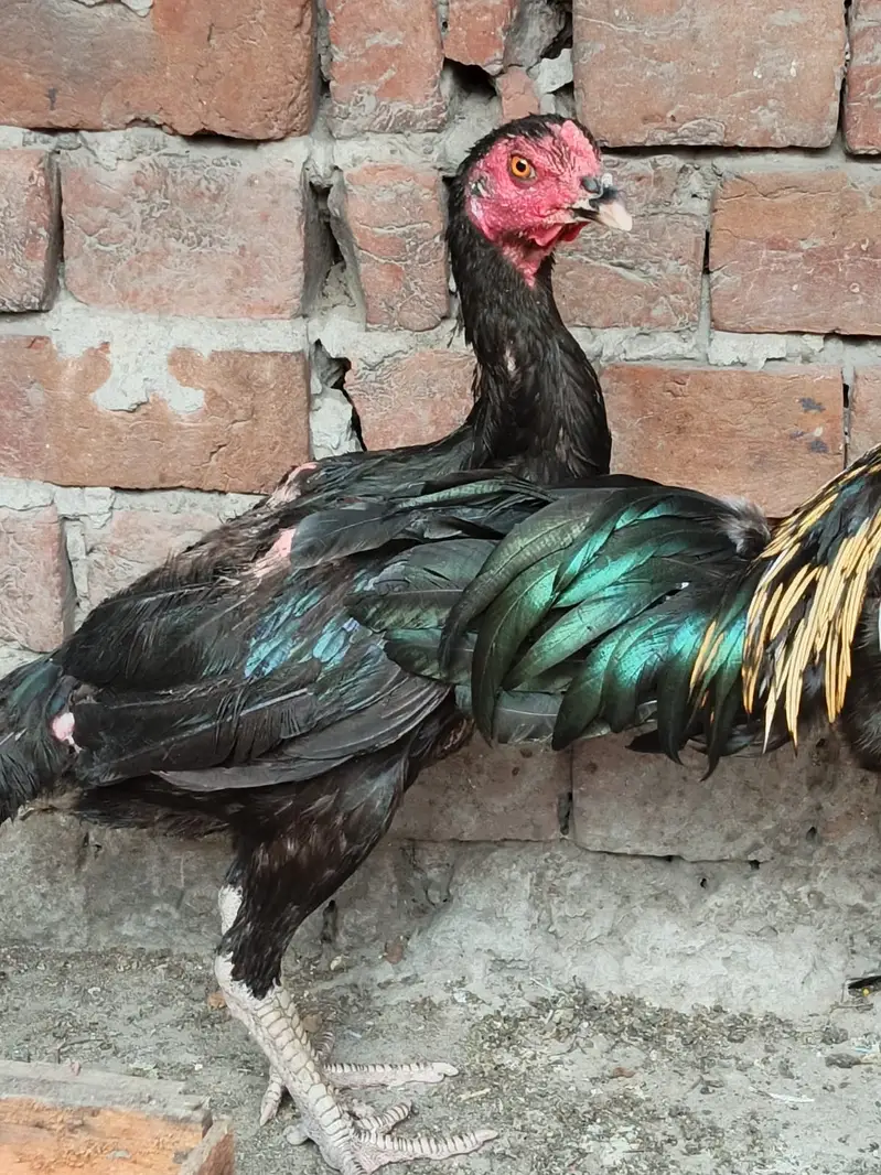 Aseel Thai Pair for sale — photo 3