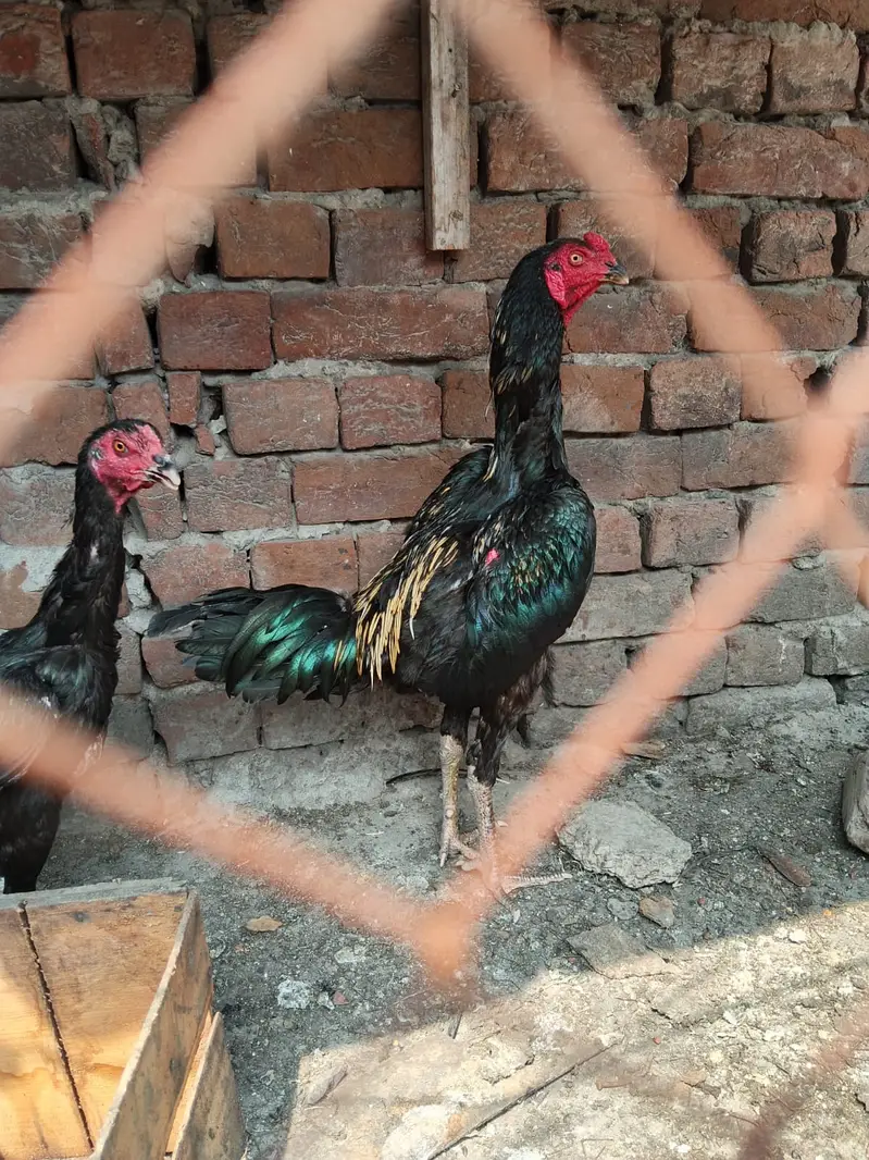Aseel Thai Pair for sale — photo 6