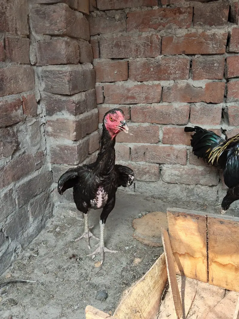 Aseel Thai Pair for sale — photo 7