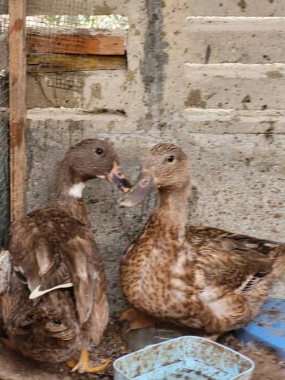 Brown Ducks
