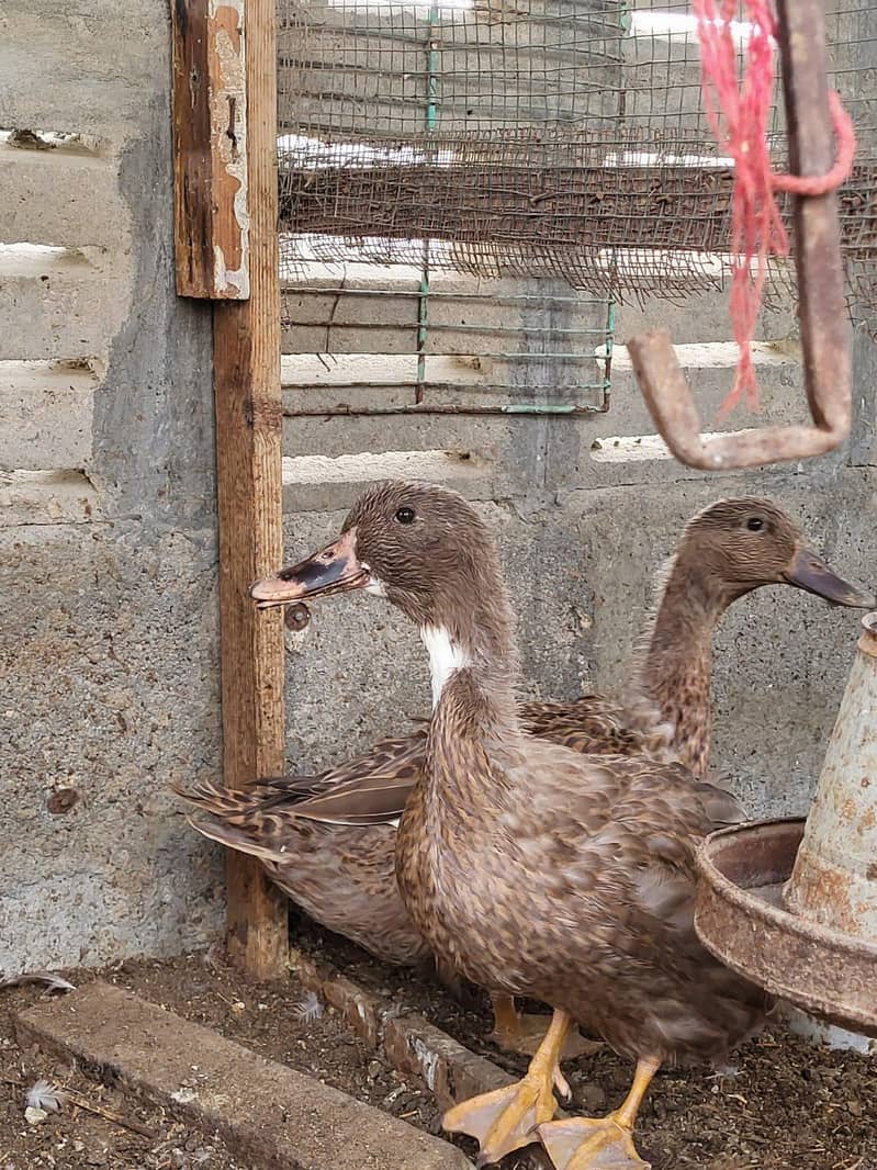 Brown Ducks 1