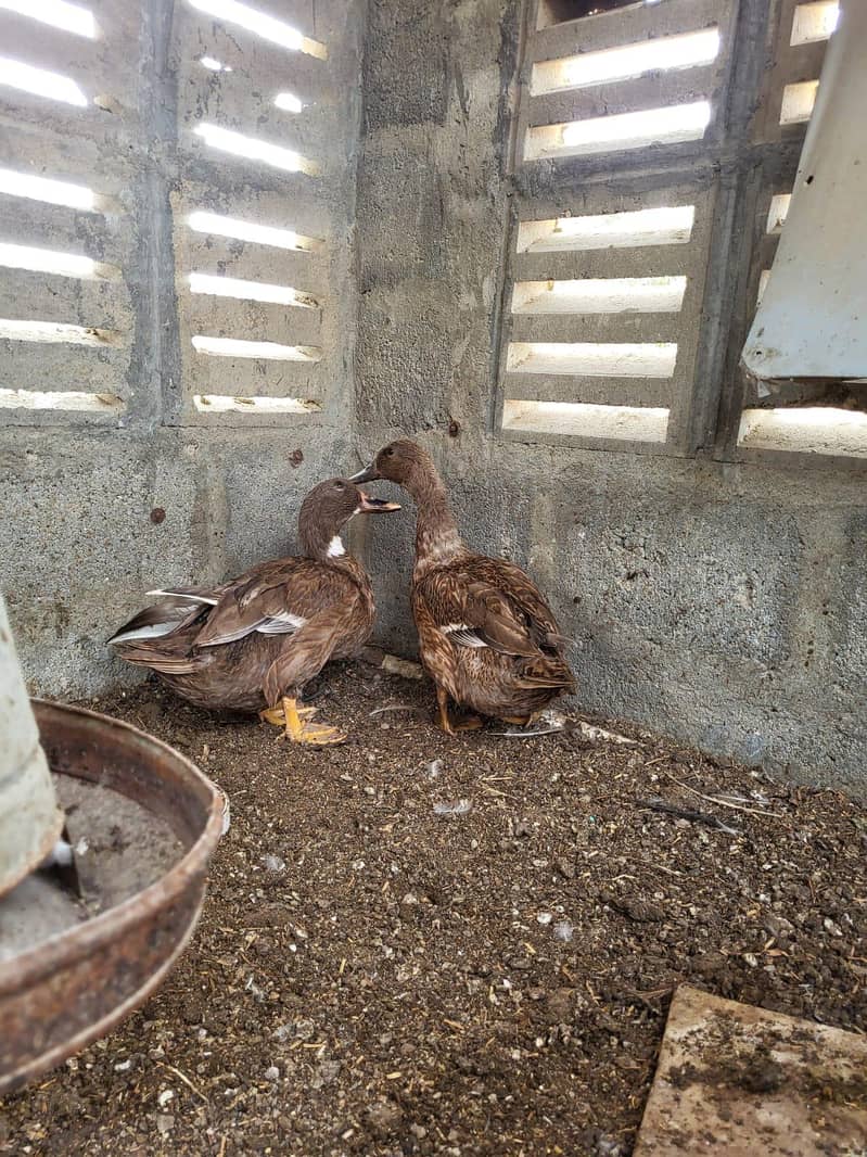 Brown Ducks 2