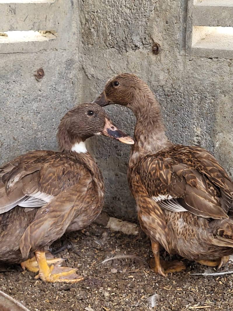 Brown Ducks 3
