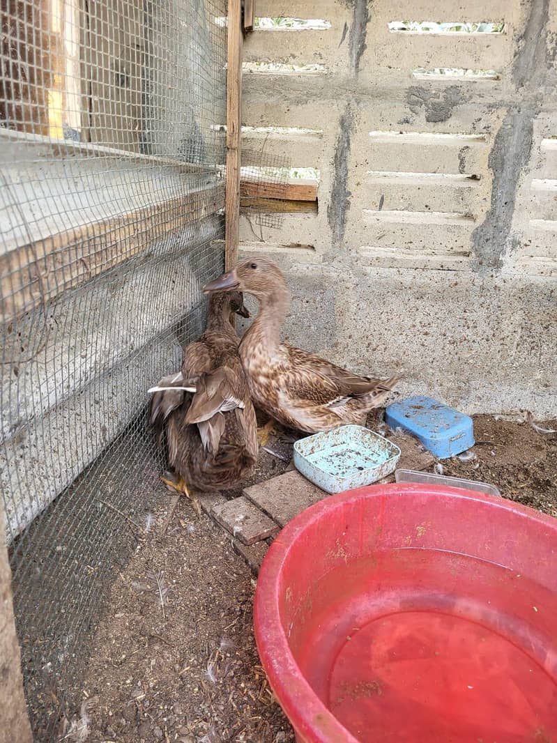 Brown Ducks 4