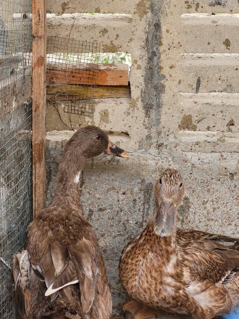 Brown Ducks 5