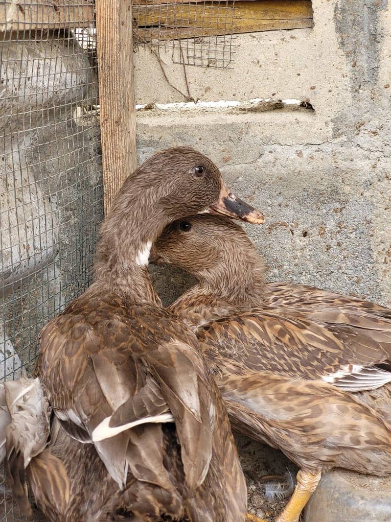 Brown Ducks 6