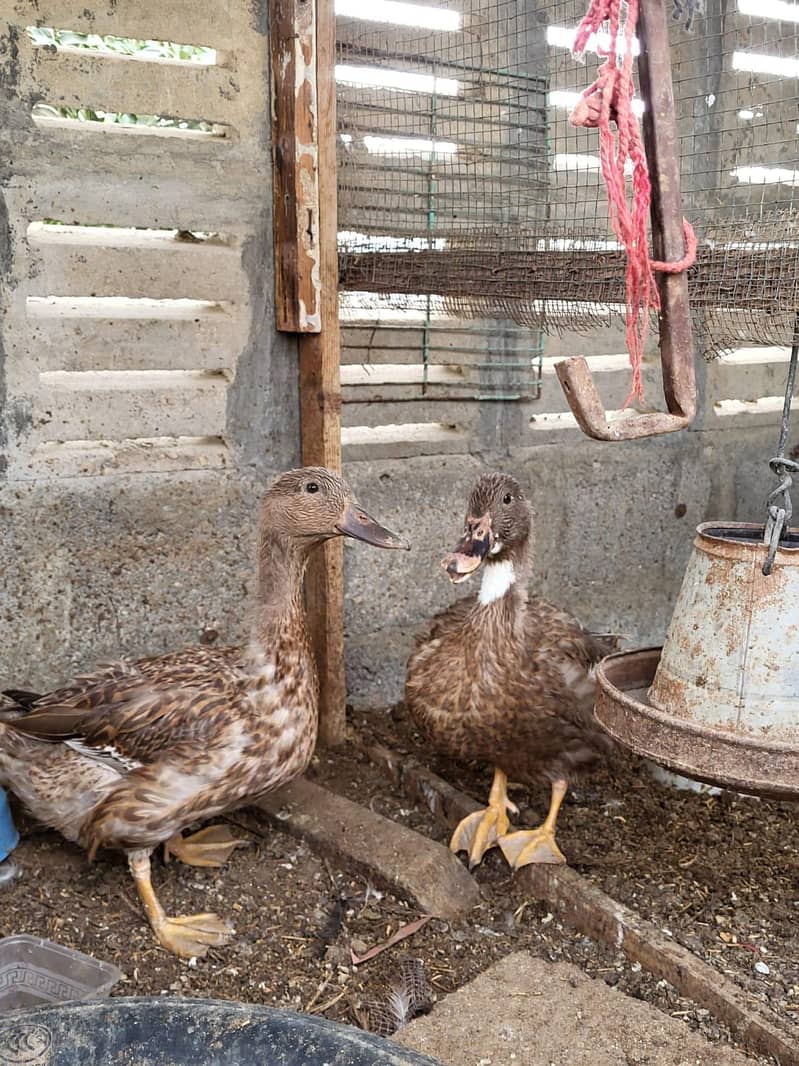 Brown Ducks 7