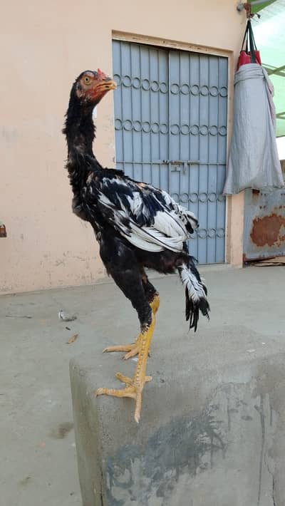 Aseel Pathay Or Chicks