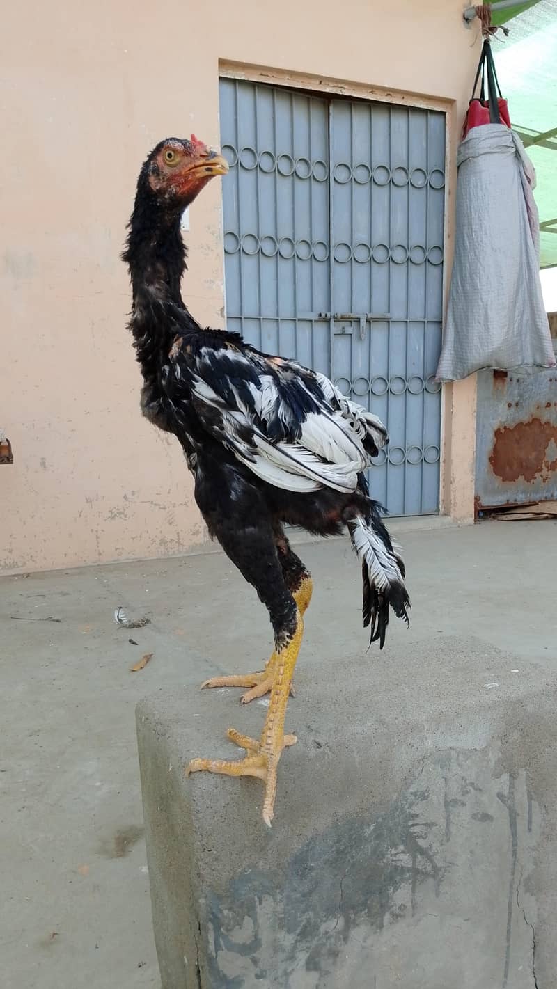 Aseel Pathay Or Chicks 0