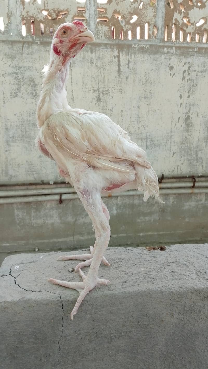 Aseel Pathay Or Chicks 2
