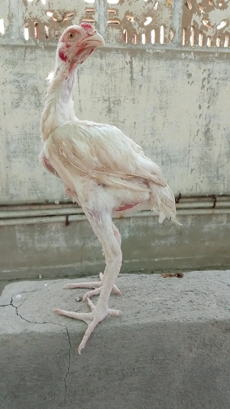 Aseel Pathay Or Chicks — photo 3