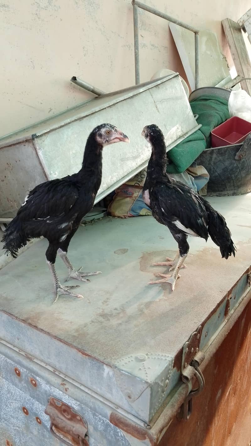 Aseel Pathay Or Chicks 3