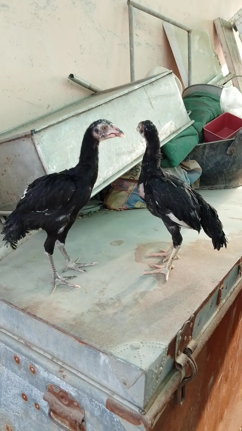 Aseel Pathay Or Chicks — photo 4