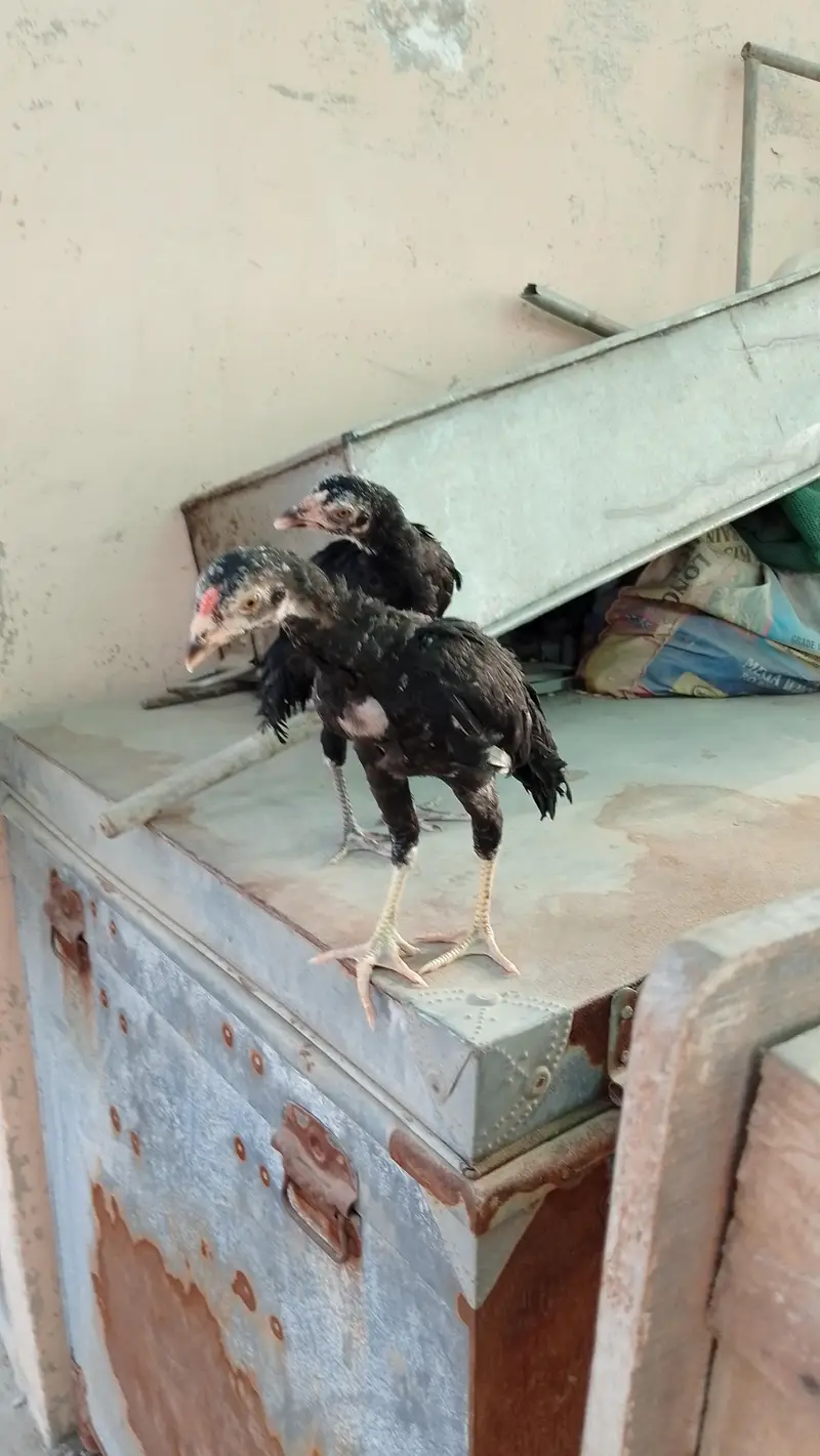 Aseel Pathay Or Chicks — photo 5