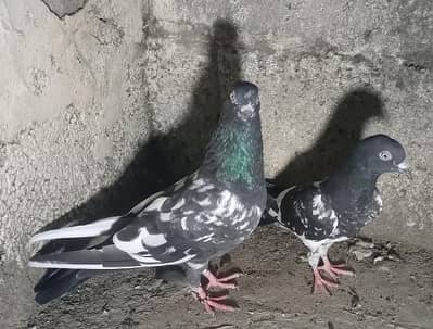 rampuri