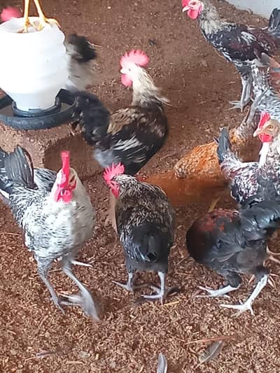 Healthy active golden misri males