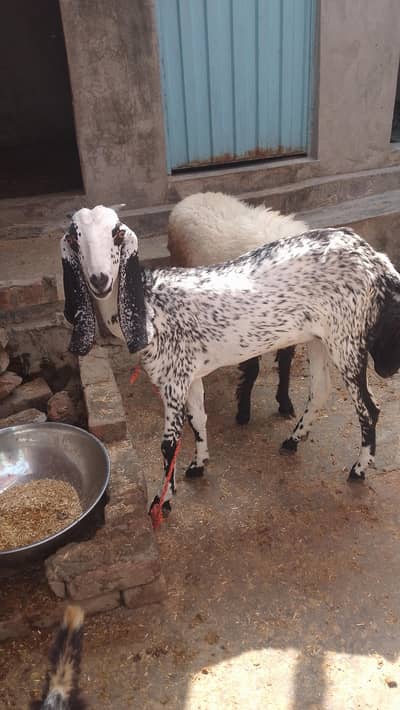 goats for sale and baby 4 month