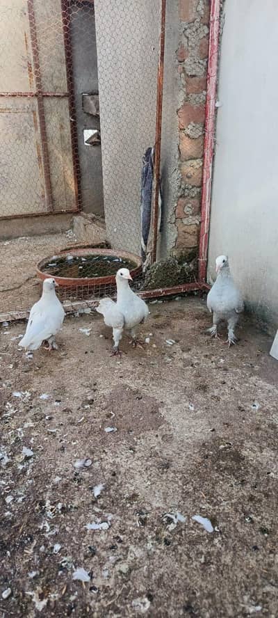 gray mokhi for sale
