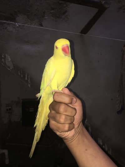 Ringneck yellow