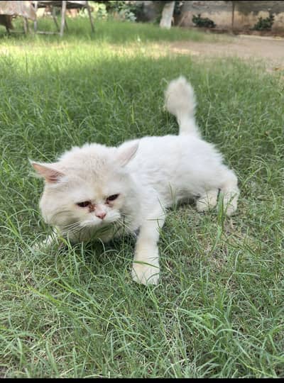 Persian male cat