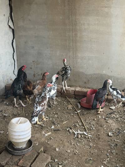 Aseel home breed