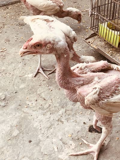 Heera