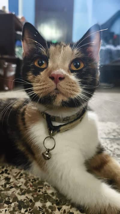 Persian cat