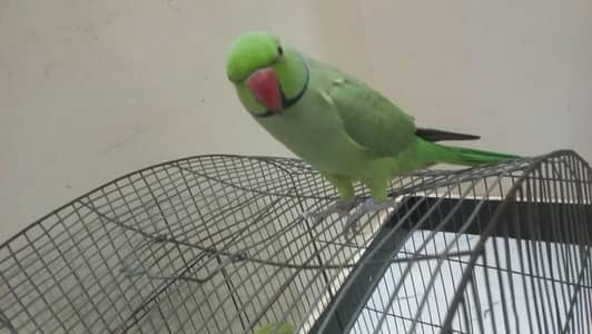 Ringneck for Sale
