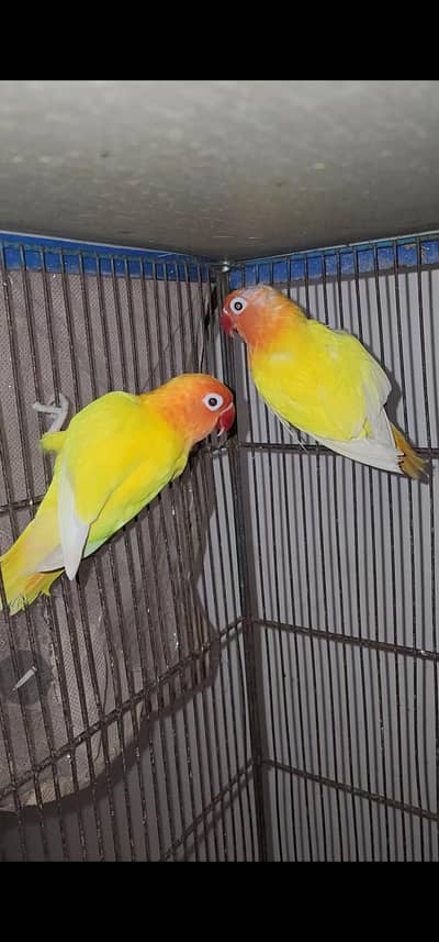 3 love birds breeding pair with egs one sinle love bird one finch one