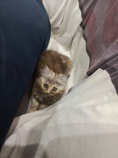 Pair of persian kittens available in Lahore