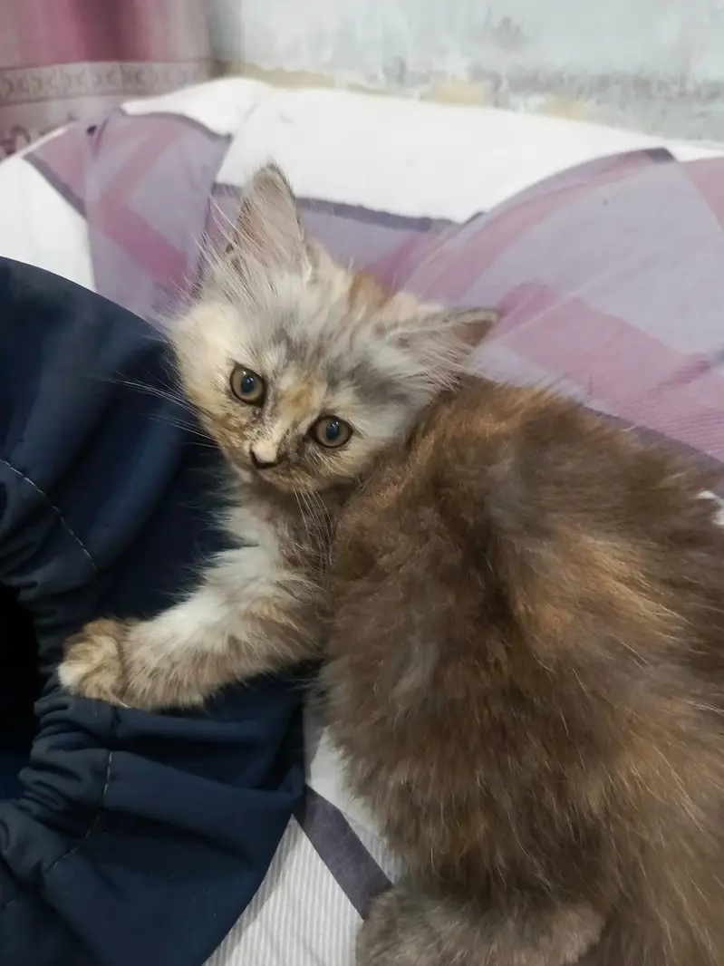 Pair of persian kittens available in Lahore — photo 2