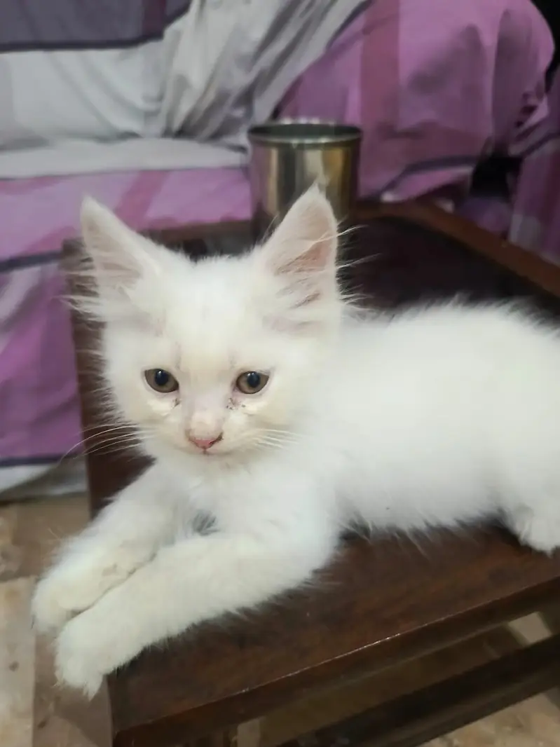 Pair of persian kittens available in Lahore — photo 3