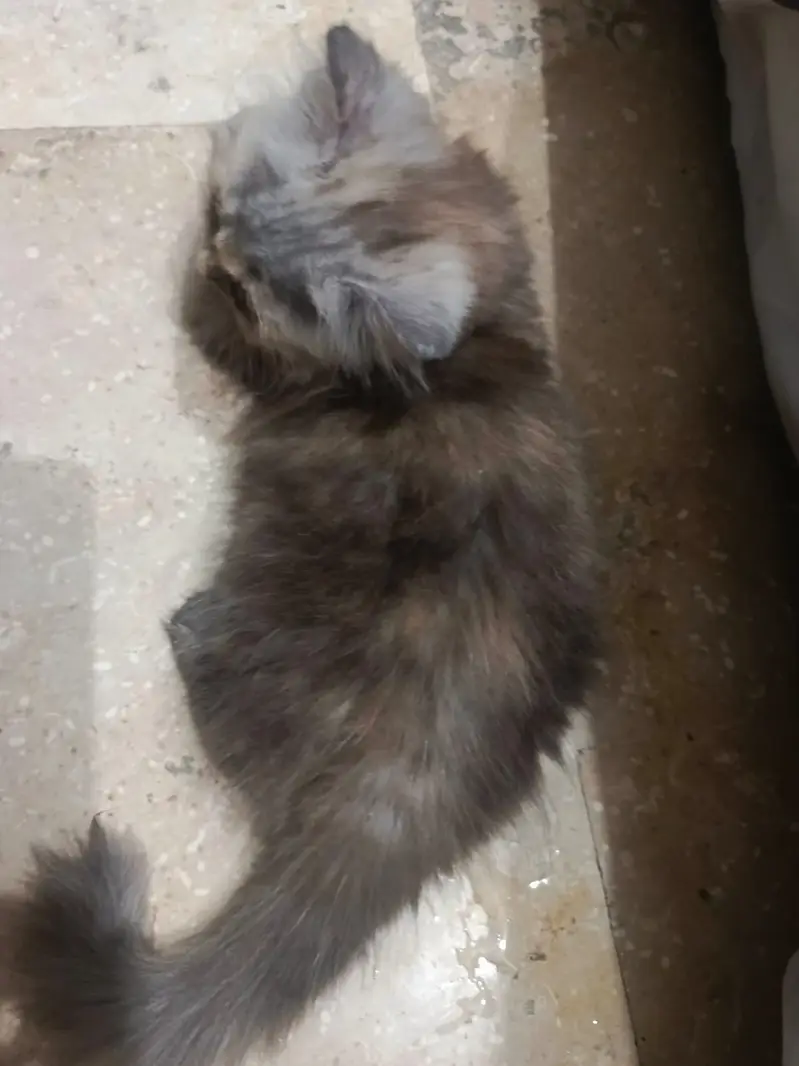 Pair of persian kittens available in Lahore — photo 4
