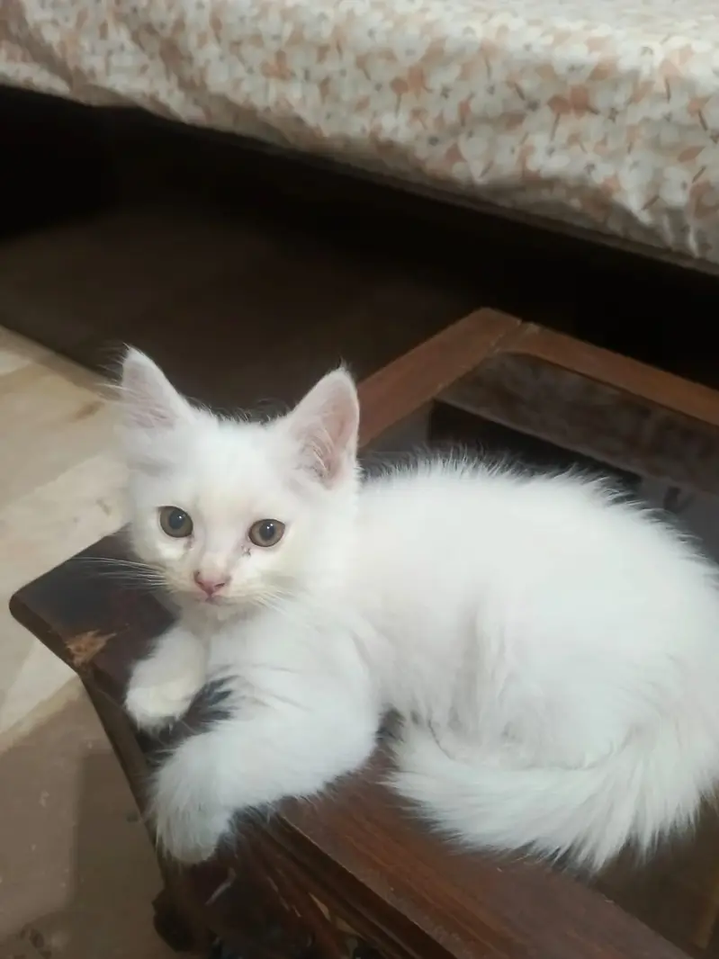 Pair of persian kittens available in Lahore — photo 5