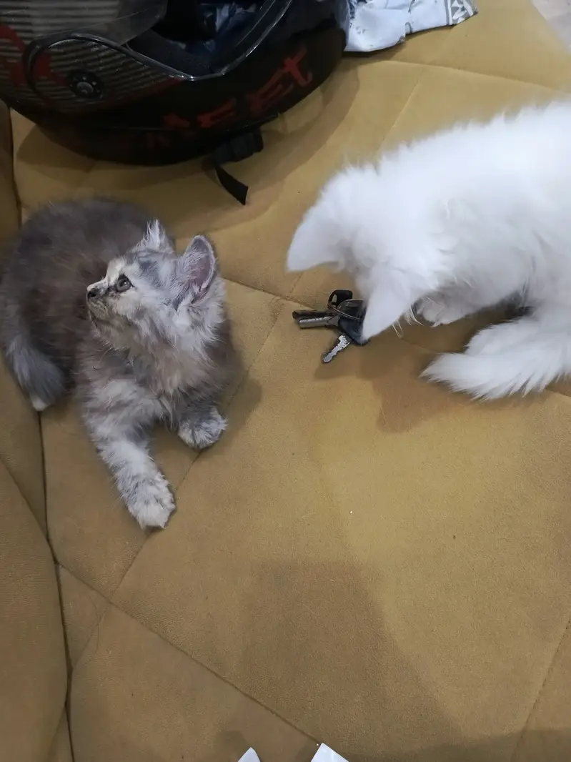 Pair of persian kittens available in Lahore — photo 6