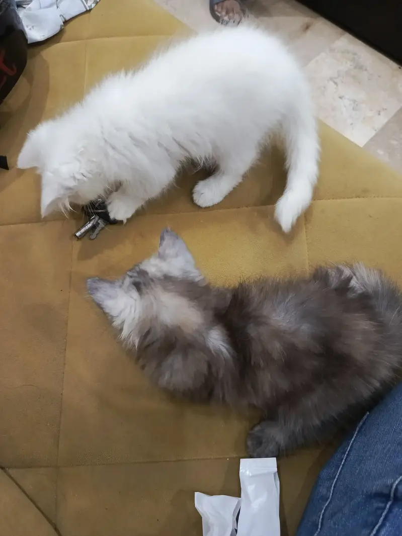 Pair of persian kittens available in Lahore — photo 7