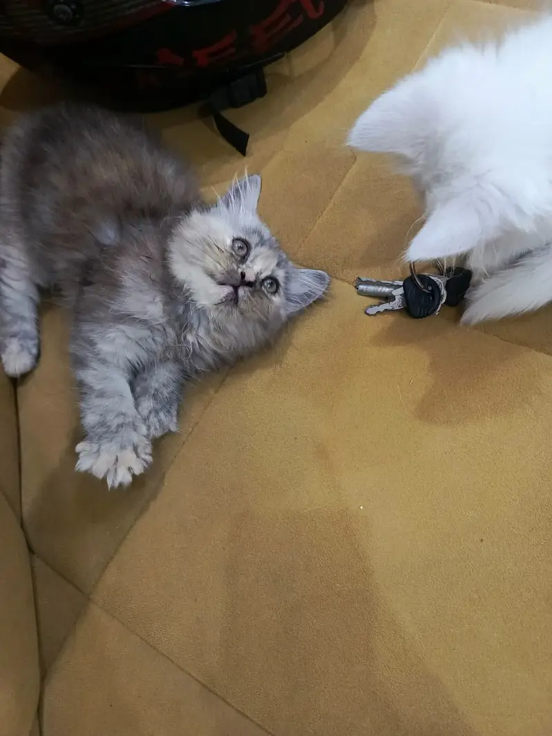 Pair of persian kittens available in Lahore — photo 8
