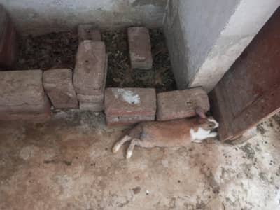 rabbit for sale