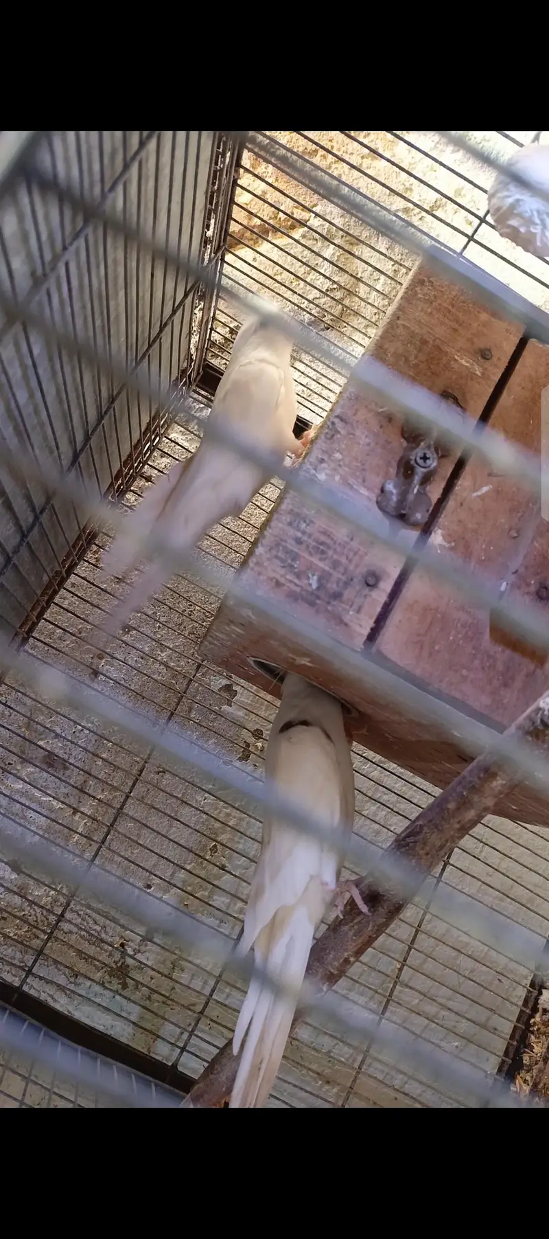 fellow spilt red eye male spotted female bonded pair — photo 4